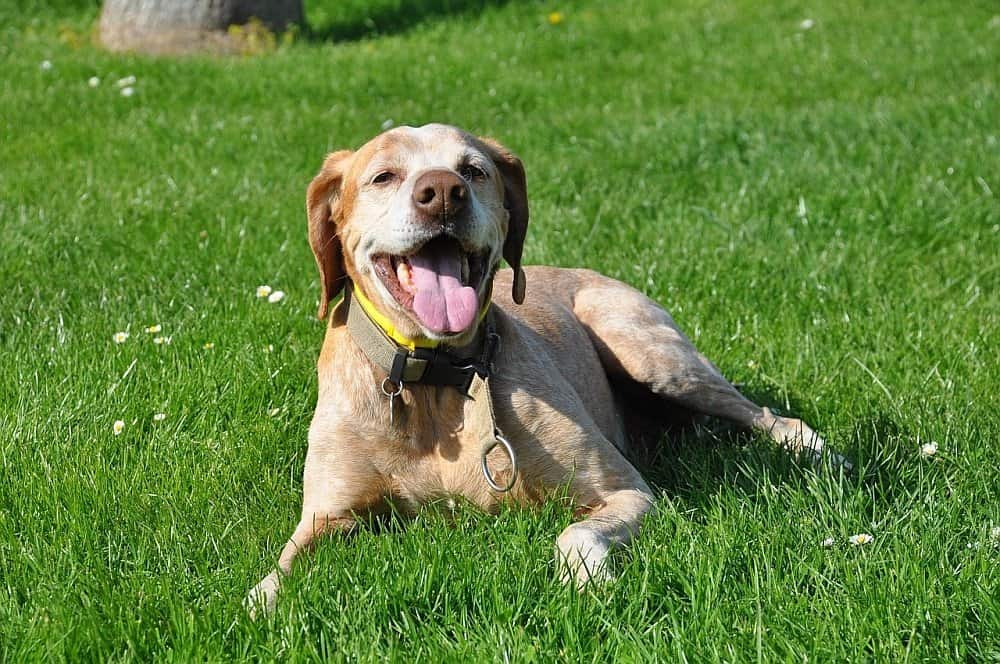 Best Dog Fish Oil
